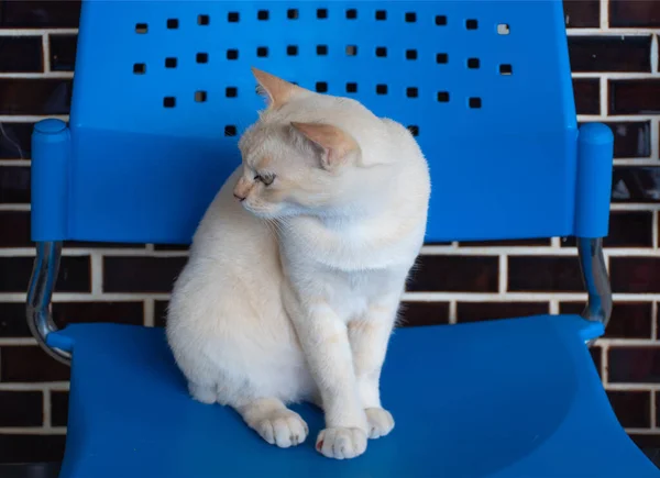 Eine Weiße Katze Sitzt Auf Einem Blauen Plastikstuhl Mit Schwarzer — Stockfoto