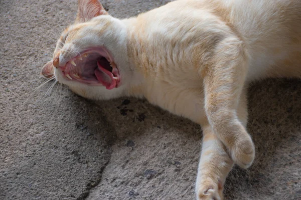Żółty Kot Leżał Betonowej Powierzchni Szeroko Otworzył Usta — Zdjęcie stockowe