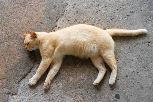 Die Gelbe Katze Lag Auf Der Betonoberfläche — Stockfoto