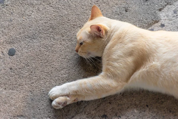 Die Gelbe Katze Lag Auf Der Betonoberfläche — Stockfoto