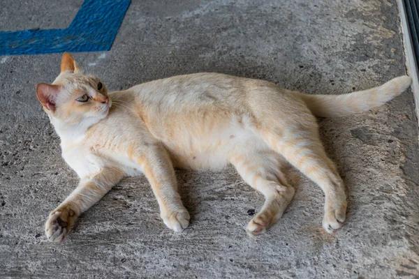 Die Gelbe Katze Lag Auf Der Betonoberfläche — Stockfoto