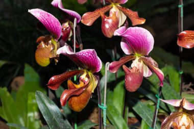 Kadının terlik orkidesi ya da botanik bahçesindeki paphiopedilum terlik orkidesi. Tayland dilinde buna Naree ayakkabısı denir..