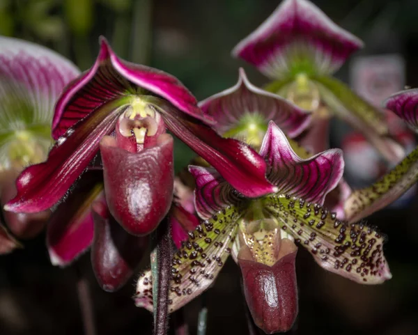 lady\'s slipper orchid or paphiopedilum slipper orchid in the botanical garden.The name in Thai is called Naree shoes.