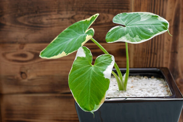 Plants with white leaf edges in a black pot with burnt wooden background.