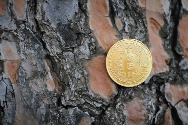 Ağaç kabuğu arka planı bitcoin altın sikkeleri