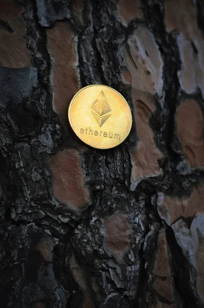 Złote Monety Ethereum Tle Kory Drzewa — Zdjęcie stockowe