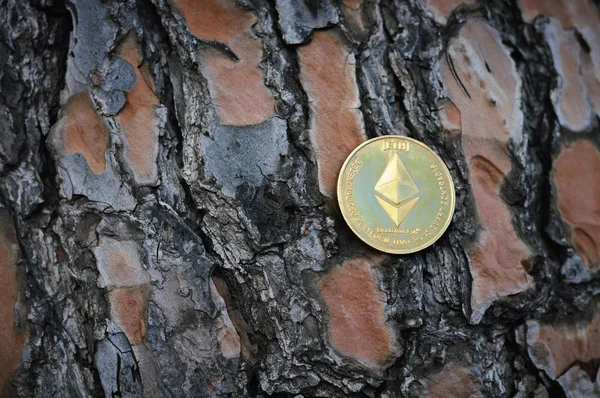 Złote Monety Ethereum Tle Kory Drzewa — Zdjęcie stockowe