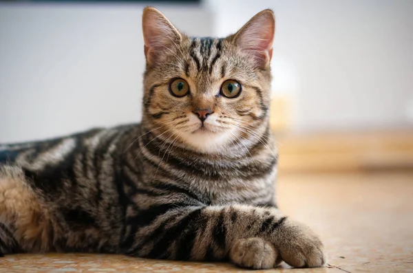 Британський смугастий кіт на підлозі — стокове фото
