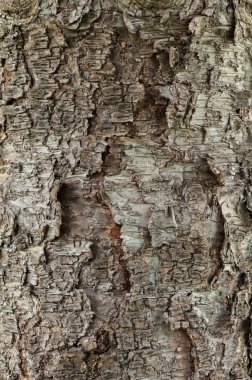 Ağaç kabuğunun dokusu
