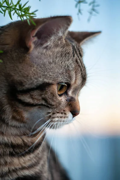 Marmeren Britse kort haar kat met gele ogen — Stockfoto