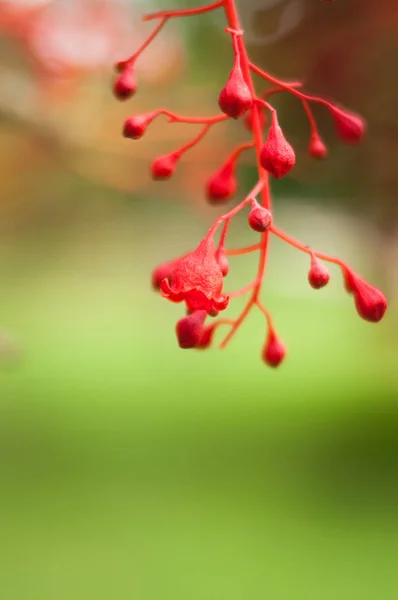 Flores de colores rojos sobre fondo verde —  Fotos de Stock