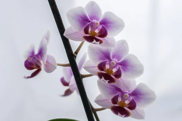 Orkide dekoratif parlak renkli çiçekler — Stok fotoğraf