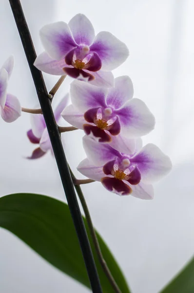 Декоративные яркие цветки орхидеи — стоковое фото