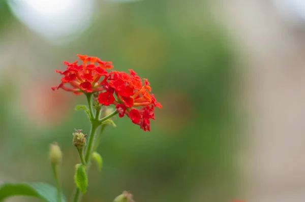 Röda geranium blommor närbild — Stockfoto