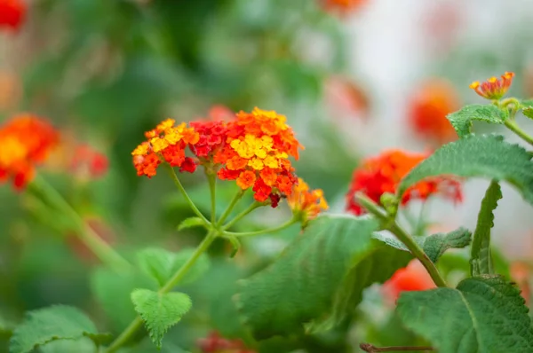 Flores de geranio rojo de cerca —  Fotos de Stock