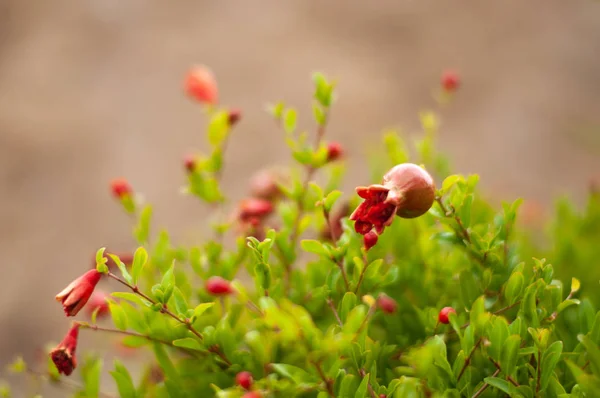 Blommor och grönt granatäpple träd med en frukt — Stockfoto