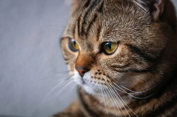 노란색 눈을 가진 대리석 영국 짧은 머리 고양이 — 스톡 사진