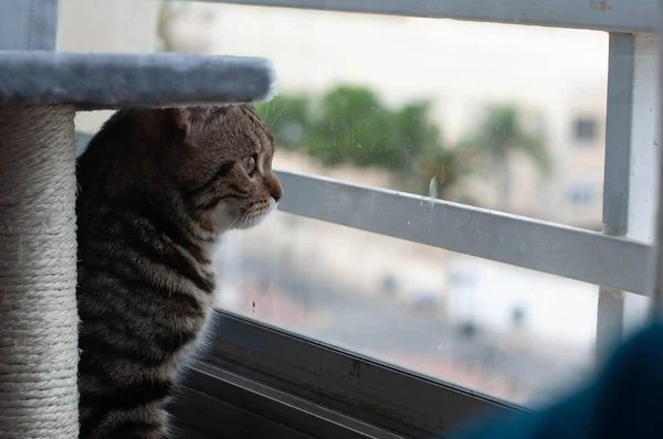 Cat looks at the street through the window — Stock Photo, Image