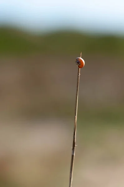 Malá Beruška na travní stopce — Stock fotografie