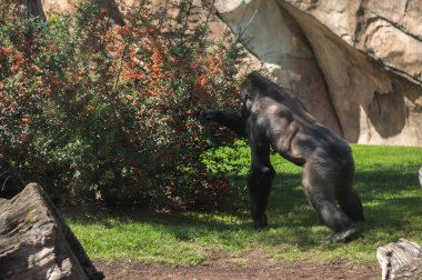 Afrika dağ gorili yiyecek arıyor