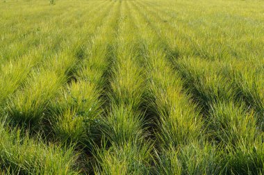 yemyeşil chufa sıraları güneşin ışığında