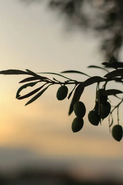 Olivenzweig mit Oliven bei Sonnenuntergang — Stockfoto