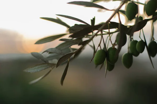 Olivenzweig mit Oliven bei Sonnenuntergang — Stockfoto