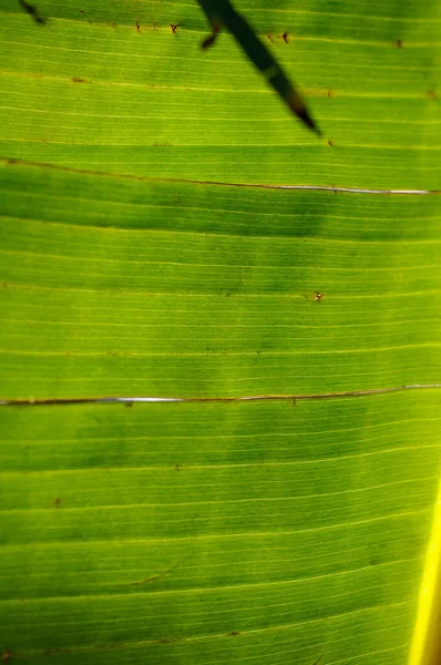 Folhas detalhadas verdes naturais de bananeira — Fotografia de Stock