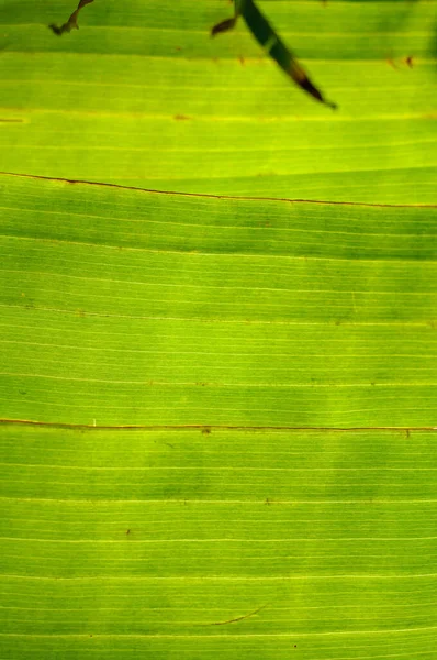 Hojas verdes naturales detalladas de plátano árbol — Foto de Stock