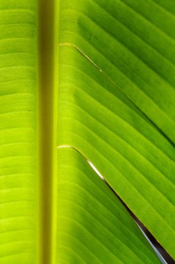 Doğal yeşil muz ağacı yaprakları