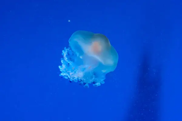 Грациозное морское животное белые пятнистые медузы в голубой воде — стоковое фото