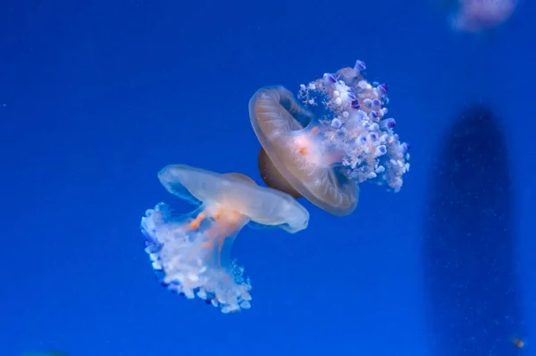 Graceful sea animal white spotted jellyfish in blue water — Stock Photo, Image