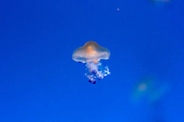 Mavi sularda beyaz benekli denizanası. — Stok fotoğraf