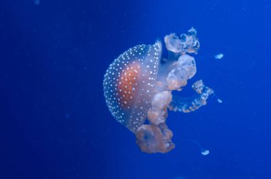 Mavi sularda beyaz benekli denizanası.