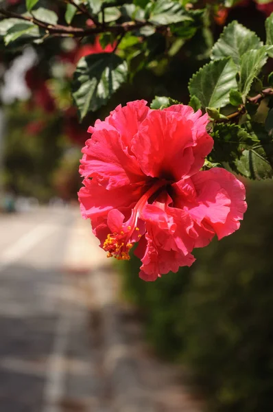 Röd hibiskusblomma i parken — Stockfoto