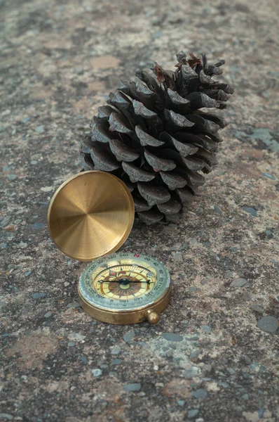 Spruce Old Big Cone Golden Compass Open Lid Close — Stock Photo, Image