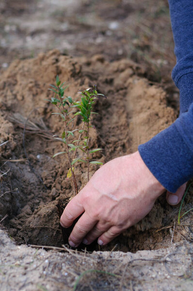 male hands plant a small green Bush in the ground