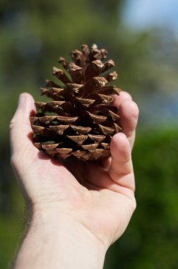 Elinde bir köknar konisi