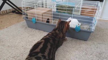 Kedi kafesteki tavşanı izler.