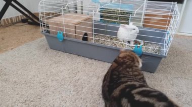 Kedi kafesteki tavşanı izler.