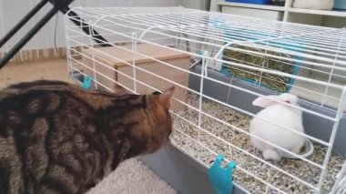 Kedi kafesteki tavşanı izler.