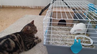 Kedi kafesteki tavşanı izler.
