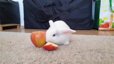 Beyaz küçük tavşan kırmızı elma yiyor.