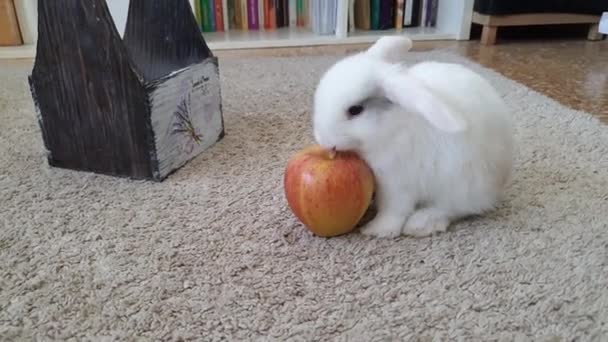 Weißes Kaninchen frisst roten Apfel