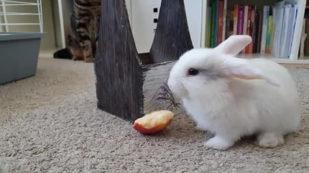 Weißes Kaninchen frisst roten Apfel