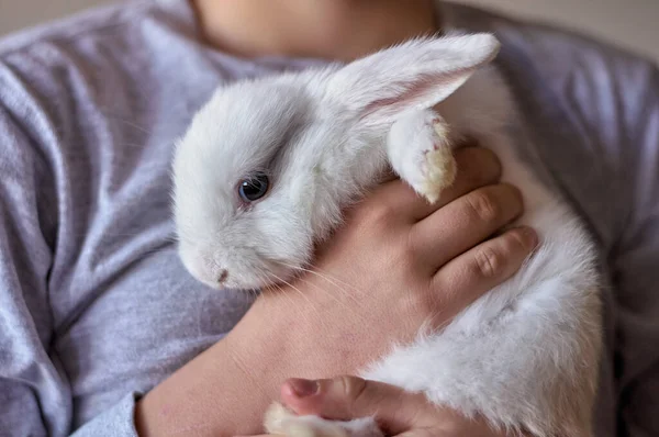 En gutt med en hvit kanin i hendene – stockfoto