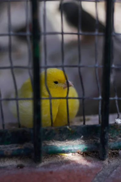 Uccellino giallo in gabbia — Foto Stock