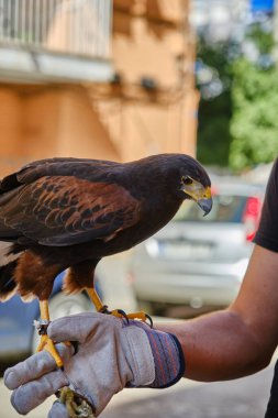 Genç kartal erkek eldiveni üzerinde