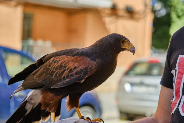 Junger Adler auf einem Männerhandschuh — Stockfoto