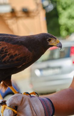 Genç kartal erkek eldiveni üzerinde